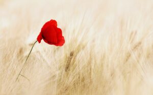Papavero rosso - Colore Rosso